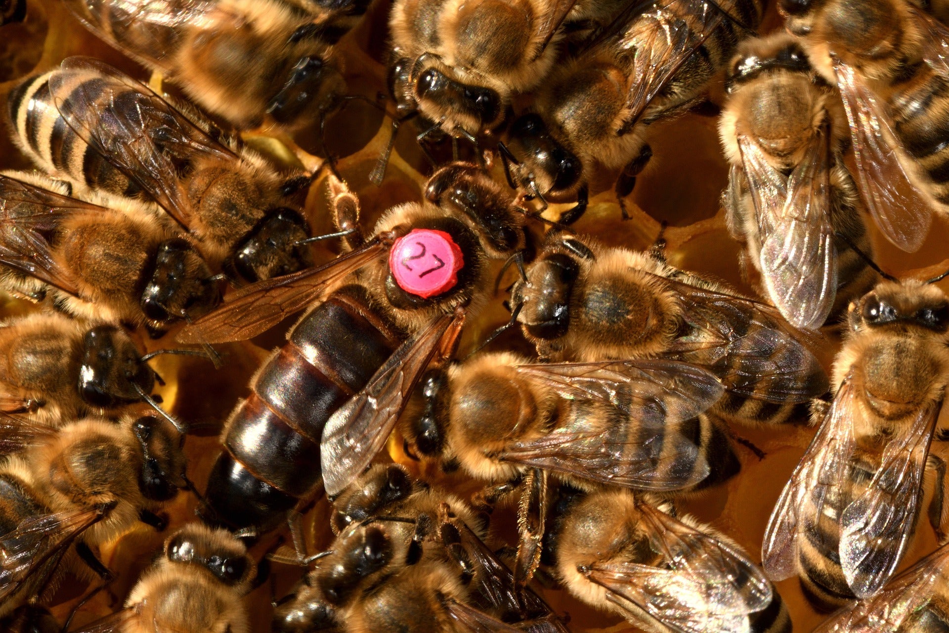 5 Fascinating Facts about the Queen Bee – Chandler Honey