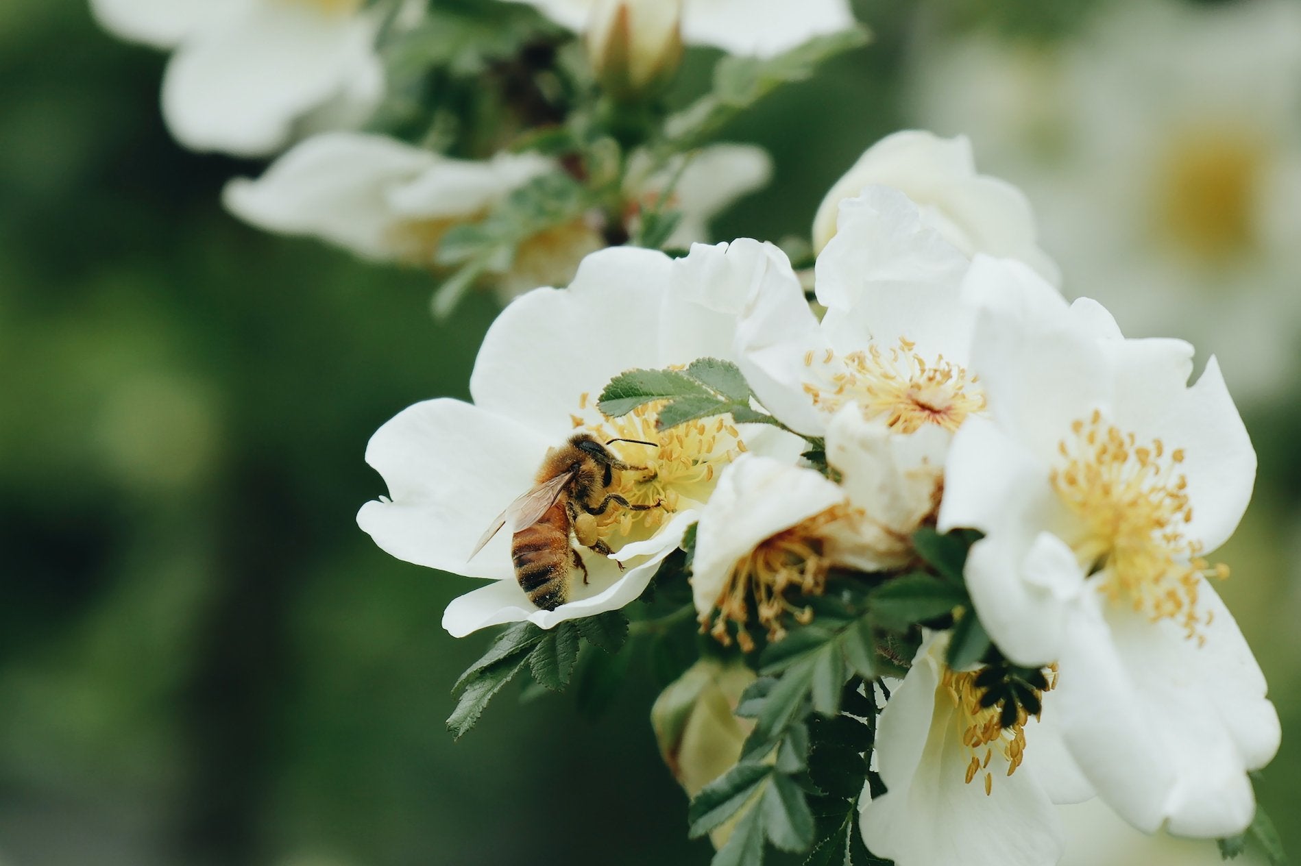 The Best Bee-Friendly Wildflowers To Plant In Canada’s Provinces - Chandler Honey
