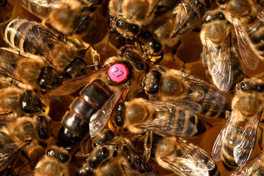 5 Fascinating Facts about the Queen Bee - Chandler Honey