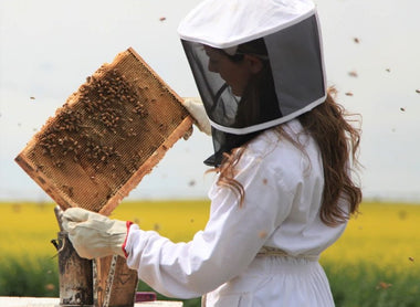 Beekeeping Basics: How Is Honey Made?