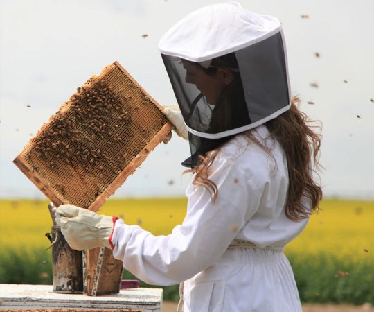 Beekeeping Basics: How Is Honey Made? - Chandler Honey