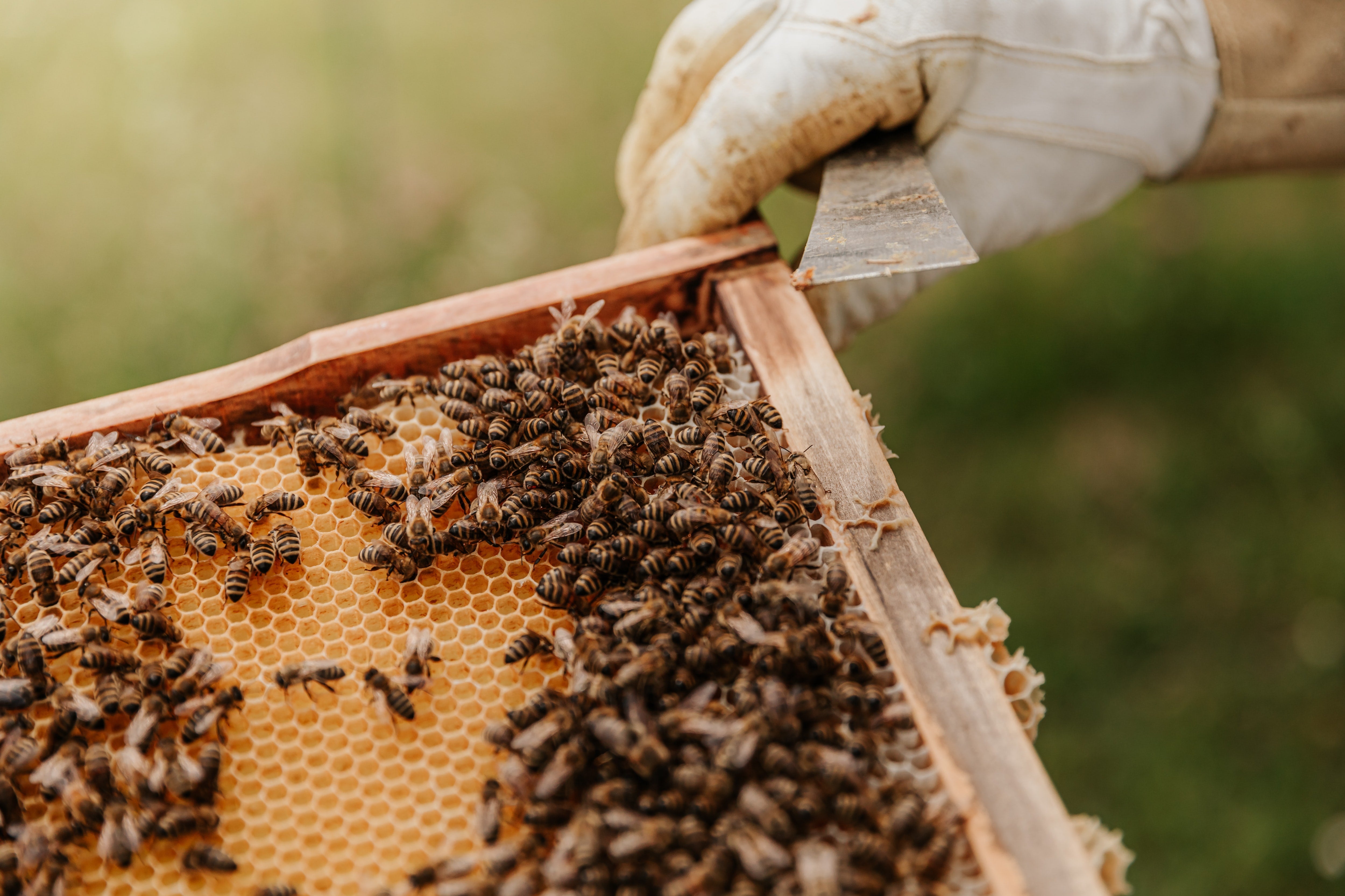 Reasons I Love Beekeeping - Chandler Honey